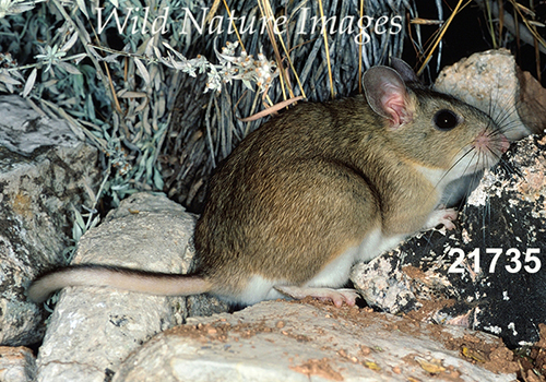 White-toothed Woodrat (Neotoma leucodon)